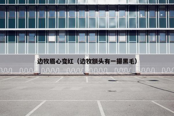 边牧眉心变红（边牧额头有一撮黑毛）