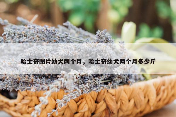 哈士奇图片幼犬两个月，哈士奇幼犬两个月多少斤