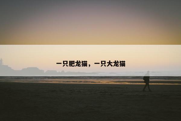 一只肥龙猫，一只大龙猫