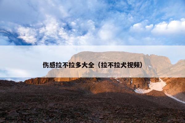 伤感拉不拉多大全（拉不拉犬视频）