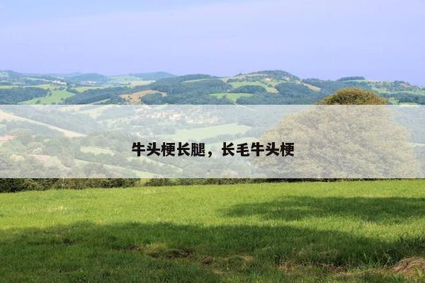 牛头梗长腿，长毛牛头梗
