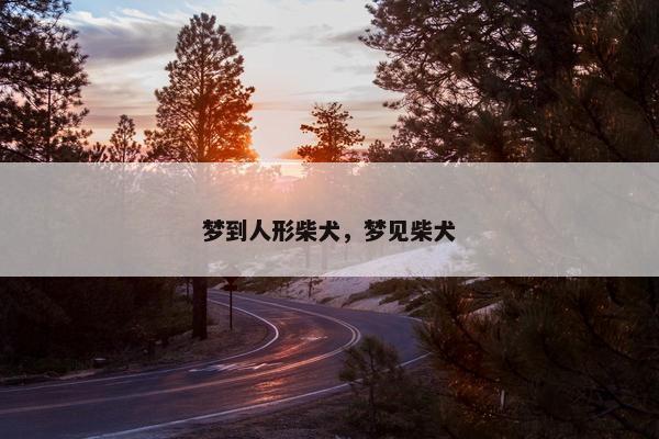 梦到人形柴犬，梦见柴犬