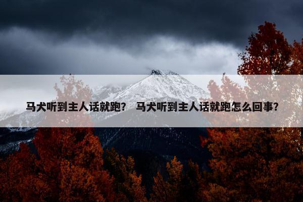 马犬听到主人话就跑？ 马犬听到主人话就跑怎么回事？