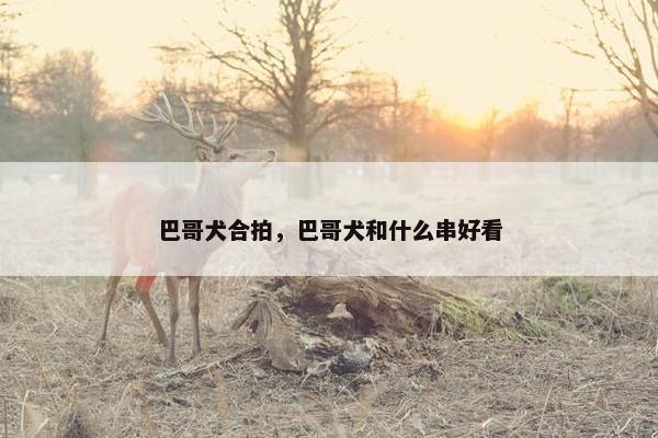 巴哥犬合拍，巴哥犬和什么串好看