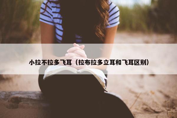 小拉不拉多飞耳（拉布拉多立耳和飞耳区别）