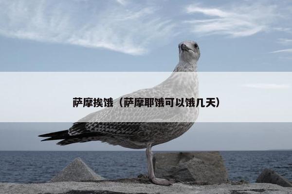 萨摩挨饿（萨摩耶饿可以饿几天）