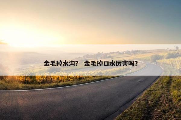 金毛掉水沟？ 金毛掉口水厉害吗？