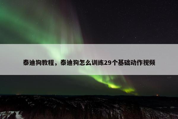 泰迪狗教程，泰迪狗怎么训练29个基础动作视频