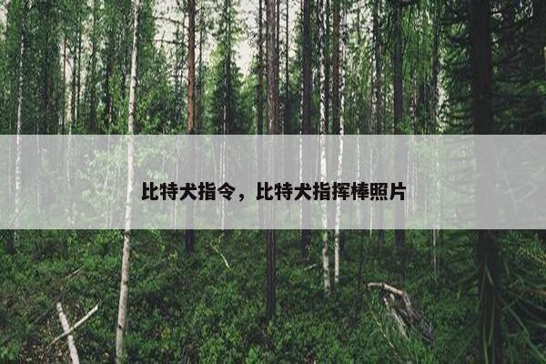 比特犬指令，比特犬指挥棒照片