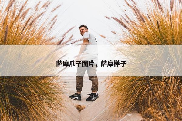 萨摩爪子图片，萨摩样子