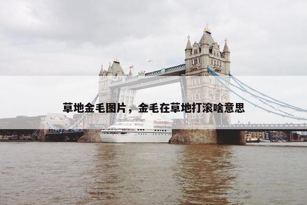 草地金毛图片，金毛在草地打滚啥意思