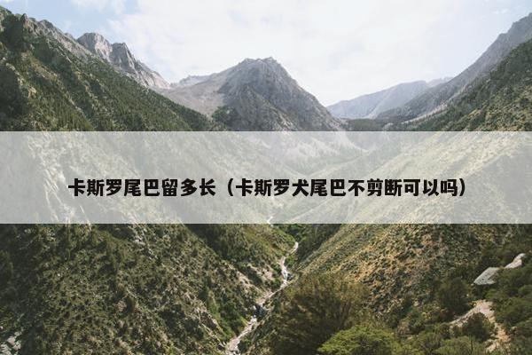 卡斯罗尾巴留多长（卡斯罗犬尾巴不剪断可以吗）