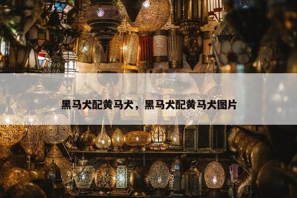 黑马犬配黄马犬，黑马犬配黄马犬图片