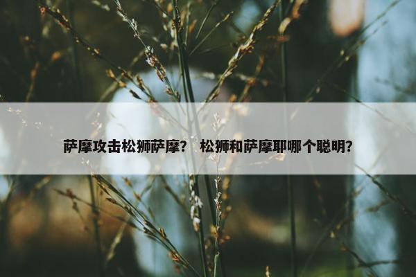 萨摩攻击松狮萨摩？ 松狮和萨摩耶哪个聪明？