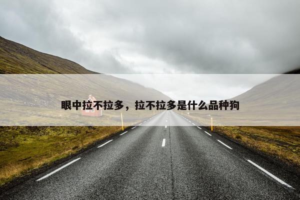 眼中拉不拉多，拉不拉多是什么品种狗