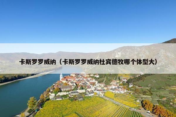卡斯罗罗威纳（卡斯罗罗威纳杜宾德牧哪个体型大）