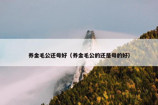 养金毛公还母好（养金毛公的还是母的好）