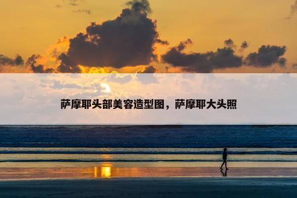 萨摩耶头部美容造型图，萨摩耶大头照