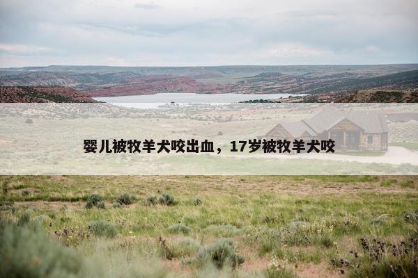 婴儿被牧羊犬咬出血，17岁被牧羊犬咬