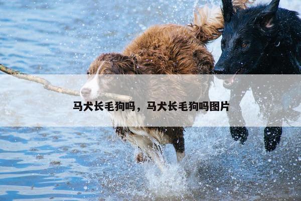 马犬长毛狗吗，马犬长毛狗吗图片