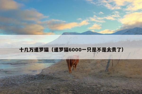 十几万暹罗猫（暹罗猫6000一只是不是太贵了）