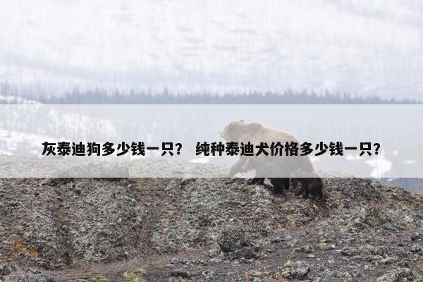 灰泰迪狗多少钱一只？ 纯种泰迪犬价格多少钱一只？