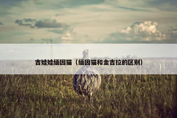 吉娃娃缅因猫（缅因猫和金吉拉的区别）