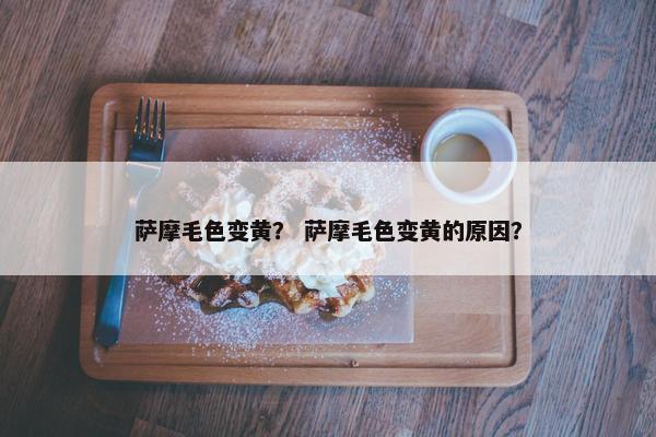 萨摩毛色变黄？ 萨摩毛色变黄的原因？