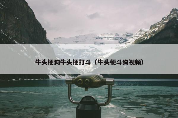 牛头梗狗牛头梗打斗（牛头梗斗狗视频）