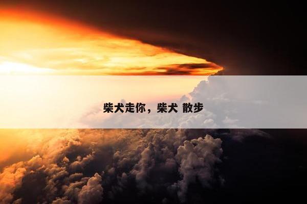 柴犬走你，柴犬 散步