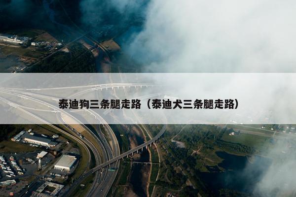 泰迪狗三条腿走路（泰迪犬三条腿走路）