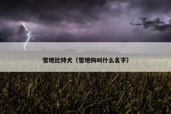 雪地比特犬（雪地狗叫什么名字）