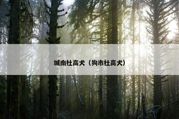 城南杜高犬（狗市杜高犬）