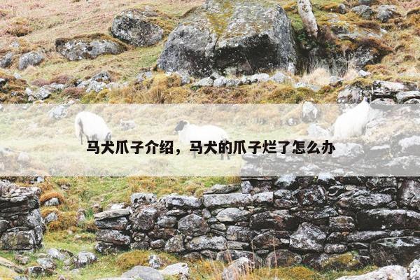 马犬爪子介绍，马犬的爪子烂了怎么办