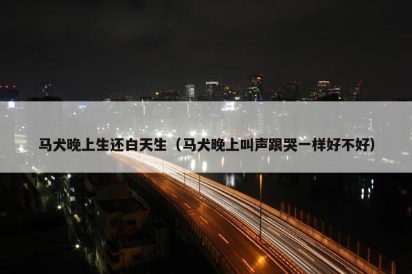 马犬晚上生还白天生（马犬晚上叫声跟哭一样好不好）