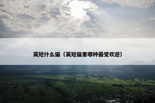 英短什么猫（英短猫里哪种最受欢迎）