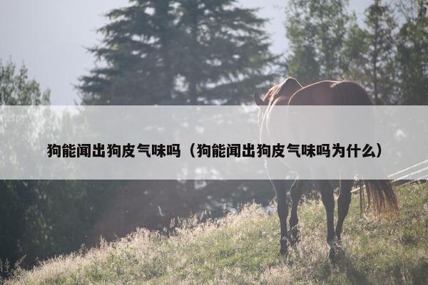 狗能闻出狗皮气味吗（狗能闻出狗皮气味吗为什么）