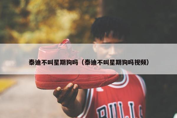泰迪不叫星期狗吗（泰迪不叫星期狗吗视频）