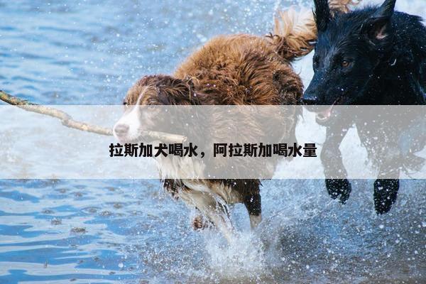 拉斯加犬喝水，阿拉斯加喝水量