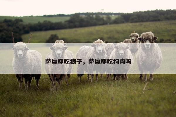 萨摩耶吃狼子，萨摩耶吃狗肉吗
