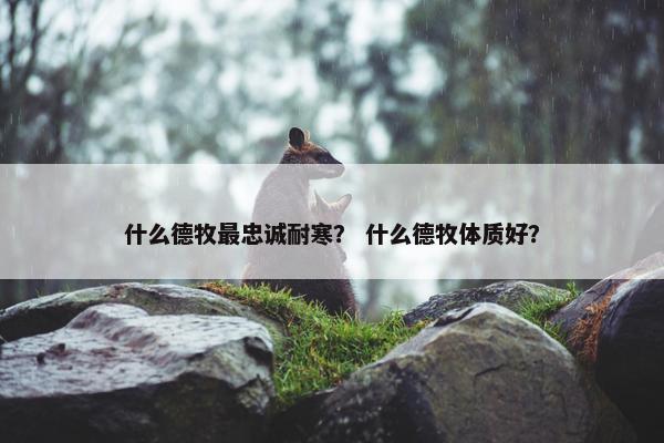 什么德牧最忠诚耐寒？ 什么德牧体质好？