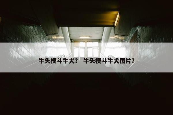牛头梗斗牛犬？ 牛头梗斗牛犬图片？