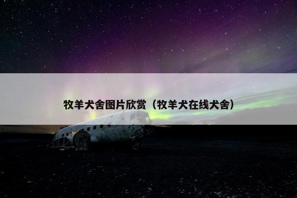 牧羊犬舍图片欣赏（牧羊犬在线犬舍）
