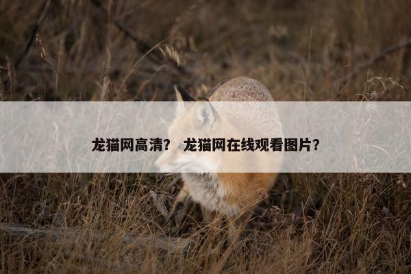 龙猫网高清？ 龙猫网在线观看图片？