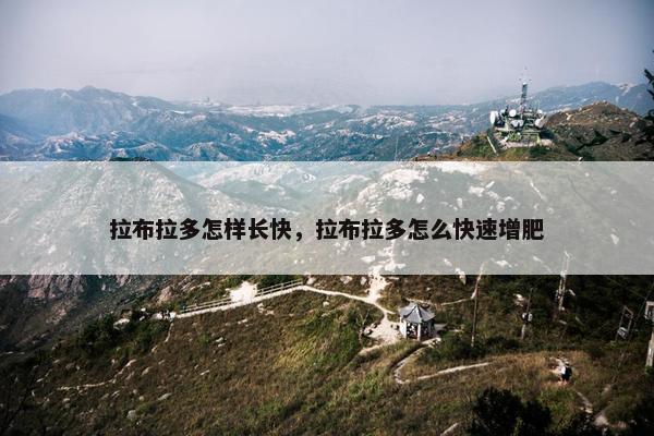 拉布拉多怎样长快，拉布拉多怎么快速增肥
