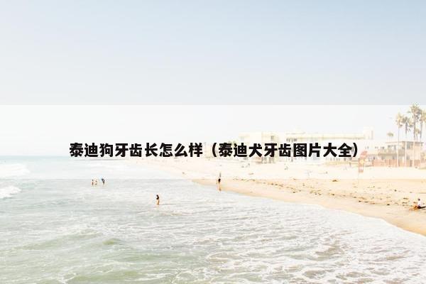 泰迪狗牙齿长怎么样（泰迪犬牙齿图片大全）