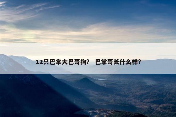 12只巴掌大巴哥狗？ 巴掌哥长什么样？