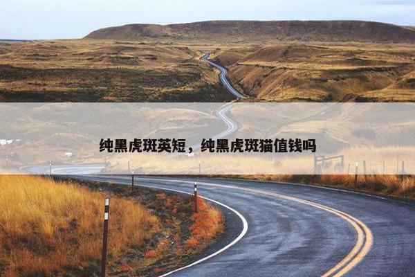纯黑虎斑英短，纯黑虎斑猫值钱吗