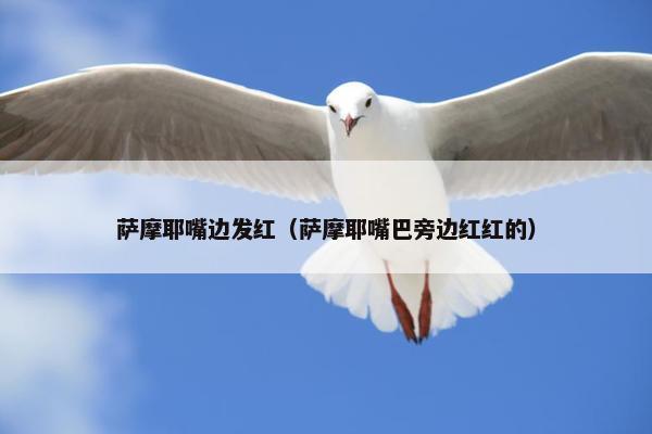 萨摩耶嘴边发红（萨摩耶嘴巴旁边红红的）