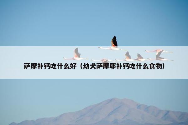 萨摩补钙吃什么好（幼犬萨摩耶补钙吃什么食物）